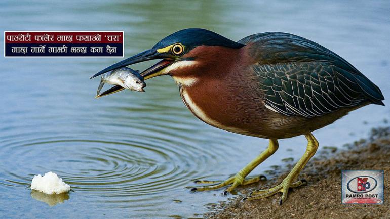 पाउरोटी फालेर माछा फसाउने चराः Green Heron को अनौठो चाल